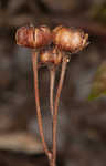 Pipsissewa <BR>Spotted wintergreen